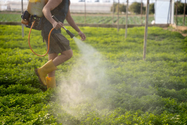 Best Local Pest Control Services  in China Grove, NC