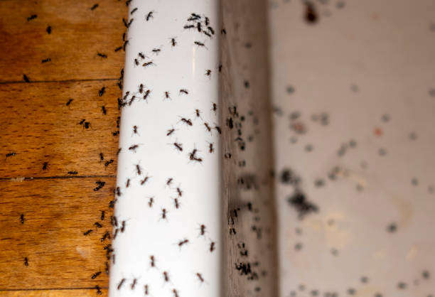 Best Pest Control Near Me  in China Grove, NC
