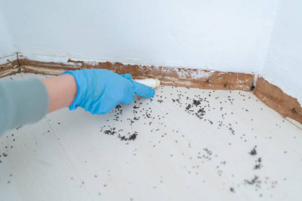 Best Best Pest Control Companies  in China Grove, NC